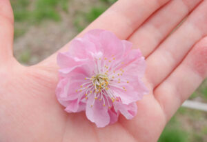 おわりにー花育授業に寄せて